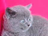 Yuvarlak Kafa Gri̇ British Shorthair Yavrumuz