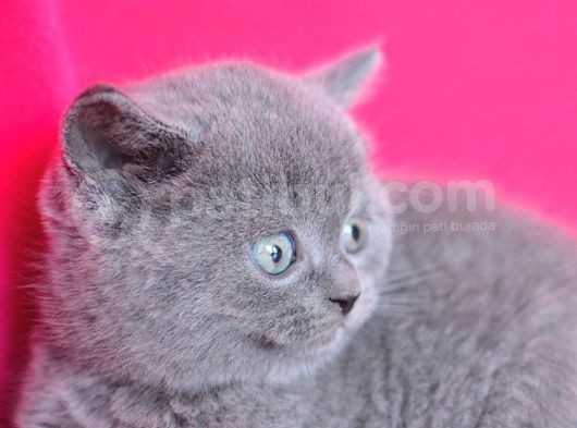 Yuvarlak Kafa Gri̇ British Shorthair Yavrumuz görsel