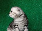 Güzelli̇k Abi̇desi̇ Silver Ns24 Scottish Fold