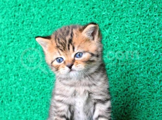 A Kali̇te Black Golden British Shorthair Yavrumuz görsel