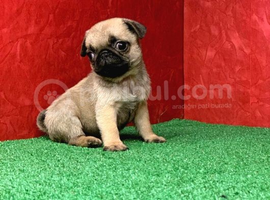 Orjinal Basık Burun Gül Kuyruk Pug Yavrular görsel