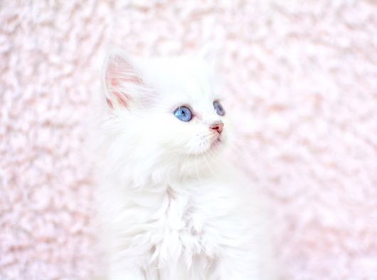 Ayi Surat Ns1133 British Longhair görsel