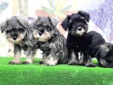 Irk Ve Sağlik Güvencesi̇yle Mi̇nyatür Schnauzer Yavrular