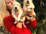 Bebek Yüzlü Küt Burunlu Golden Retriever Yavrularımız