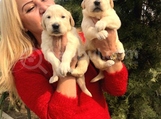Bebek Yüzlü Küt Burunlu Golden Retriever Yavrularımız görsel