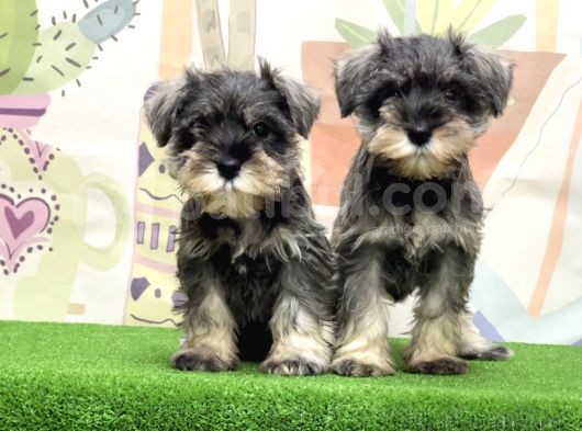 Irk Ve Sağlik Güvencesi̇yle Mi̇nyatür Schnauzer Yavrular görsel