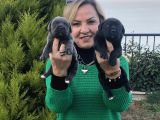 Dev Gibi Muhteşem Cane Corso Yavrularımız