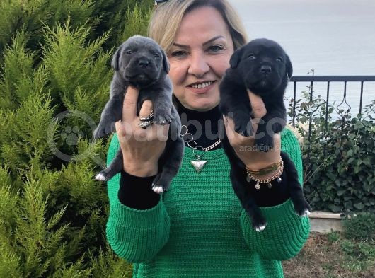Dev Gibi Muhteşem Cane Corso Yavrularımız görsel