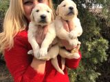 Bebek Yüzlü Küt Burunlu Golden Retriever Yavrularımız