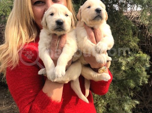 Bebek Yüzlü Küt Burunlu Golden Retriever Yavrularımız görsel