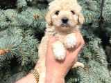 Kore Kani Muhteşem Yüz Hattina Sahi̇p Toy Poodle