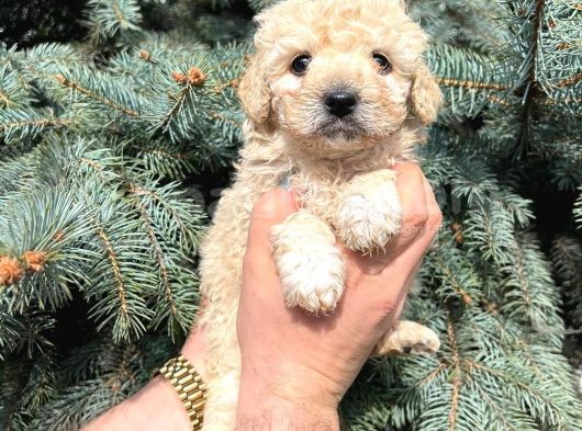 Kore Kani Muhteşem Yüz Hattina Sahi̇p Toy Poodle görsel