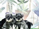 IRK VE SAĞLIK GÜVENCESİYLE MİNYATÜR SCHNAUZER YAVRULAR