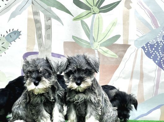 Irk Ve Sağlik Güvencesi̇yle Mi̇nyatür Schnauzer Yavrular