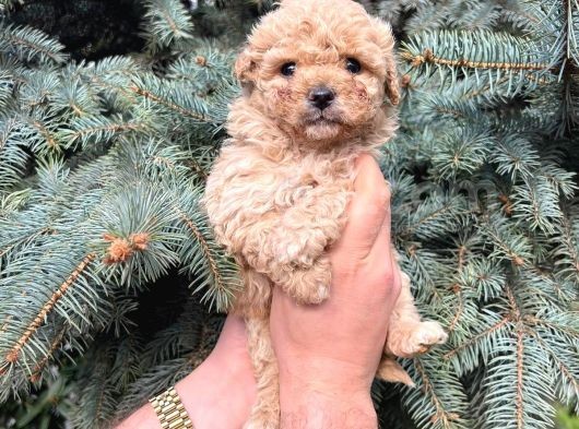 Kore Kani Show Kali̇te Toy Poodle Yavrularimiz görsel