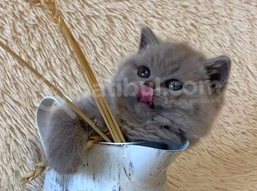 Sevi̇mli̇ Surat Bri̇ti̇sh Shorthai̇r Yavrular görsel