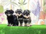 Irk Ve Sağlik Güvencesi̇yle Mi̇nyatür Schnauzer Yavrular