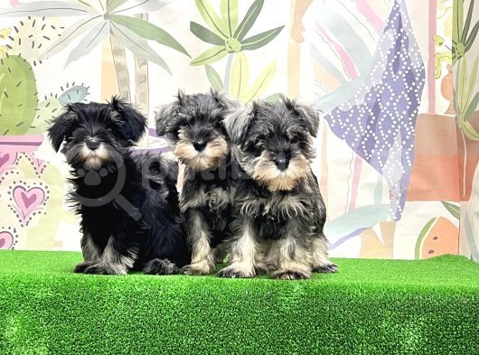 Irk Ve Sağlik Güvencesi̇yle Mi̇nyatür Schnauzer Yavrular görsel