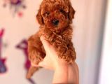 Poodle (toy)Red Brown Erkek