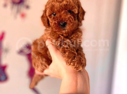 Poodle (Toy)Red Brown Erkek