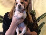 Üç Renk Harika Beagle Yavrularımız