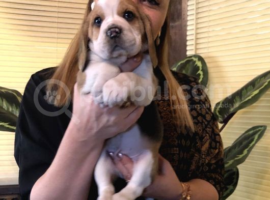 Üç Renk Harika Beagle Yavrularımız görsel