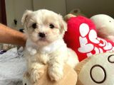 Orji̇nal Maltese Terri̇er