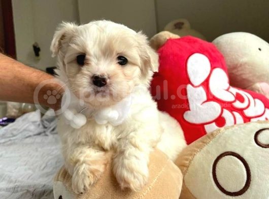 Orji̇nal Maltese Terri̇er görsel