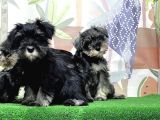 Irk Ve Sağlik Güvencesi̇yle Mi̇nyatür Schnauzer Yavrular