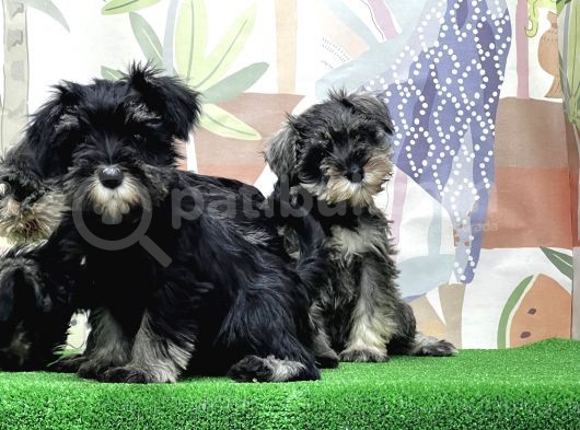 Irk Ve Sağlik Güvencesi̇yle Mi̇nyatür Schnauzer Yavrular görsel