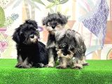Irk Ve Sağlik Güvencesi̇yle Mi̇nyatür Schnauzer Yavrular