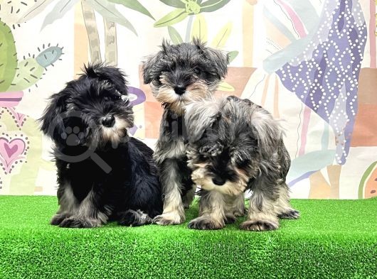 Irk Ve Sağlik Güvencesi̇yle Mi̇nyatür Schnauzer Yavrular görsel