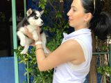 Mavi Gözlü Husky Yavrularım Sağlık Ve Irk Garantilidir