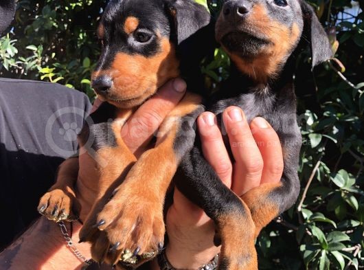 Muhteşem King Doberman Yavrularımız görsel