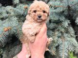 KORE KANI MUHTEŞEM YÜZ HATTINA SAHİP TOY POODLE