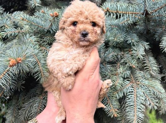 Kore Kani Muhteşem Yüz Hattina Sahi̇p Toy Poodle