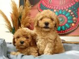 Kore Kani Muhteşem Yüz Hattina Sahi̇p Toy Poodle