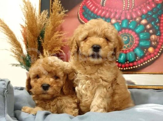 Kore Kani Muhteşem Yüz Hattina Sahi̇p Toy Poodle görsel