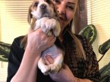 Üç Renk Harika Beagle Yavrularımız