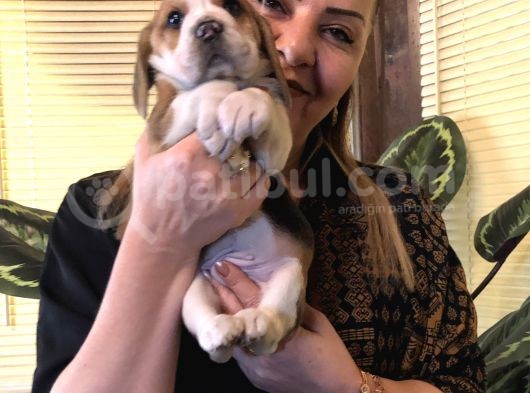 Üç Renk Harika Beagle Yavrularımız görsel
