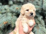 Muhteşem Güzelli̇kte Kore Kani Toy Poodle Yavrularimiz