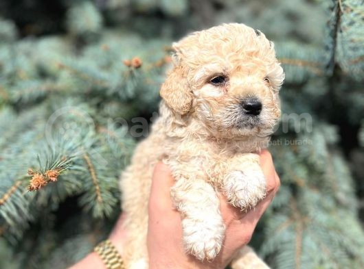 Muhteşem Güzelli̇kte Kore Kani Toy Poodle Yavrularimiz görsel