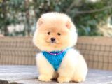 Krem Teddy Bear Pomerani̇an Boo