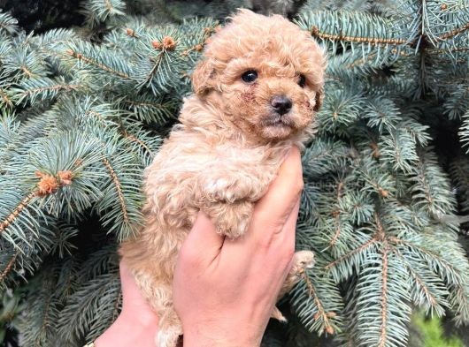 Kore Kani Muhteşem Yüz Hattina Sahi̇p Toy Poodle görsel