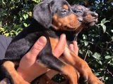 Muhteşem King doberman yavrularımız