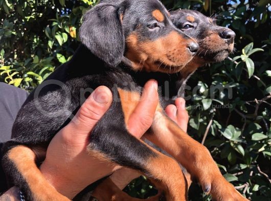 Muhteşem King Doberman Yavrularımız
