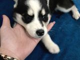 Mavi Gözlü Husky Yavrularım Sağlık Ve Irk Garantilidir