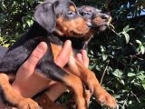 Muhteşem King Doberman Yavrularımız