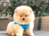 Krem Teddy Bear Pomerani̇an Boo