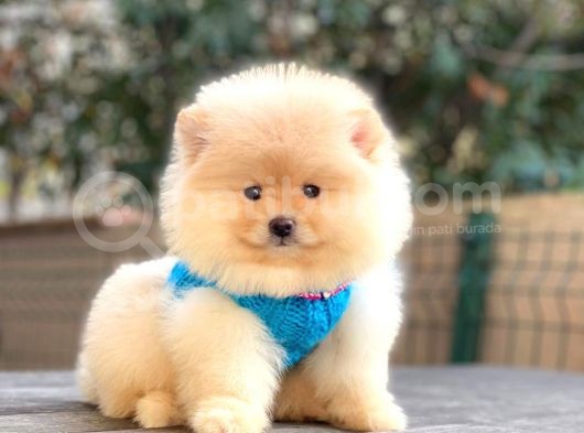 Krem Teddy Bear Pomerani̇an Boo görsel